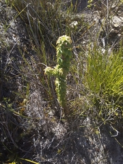 Oedera imbricata