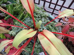 Aechmea tayoensis