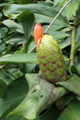 Costus weberbaueri