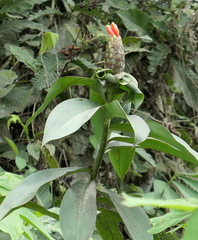 Costus weberbaueri