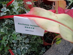 Aechmea tayoensis