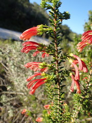 Erica versicolor