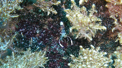 Ancylomenes venustus