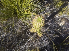 Oedera imbricata