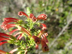 Erica versicolor