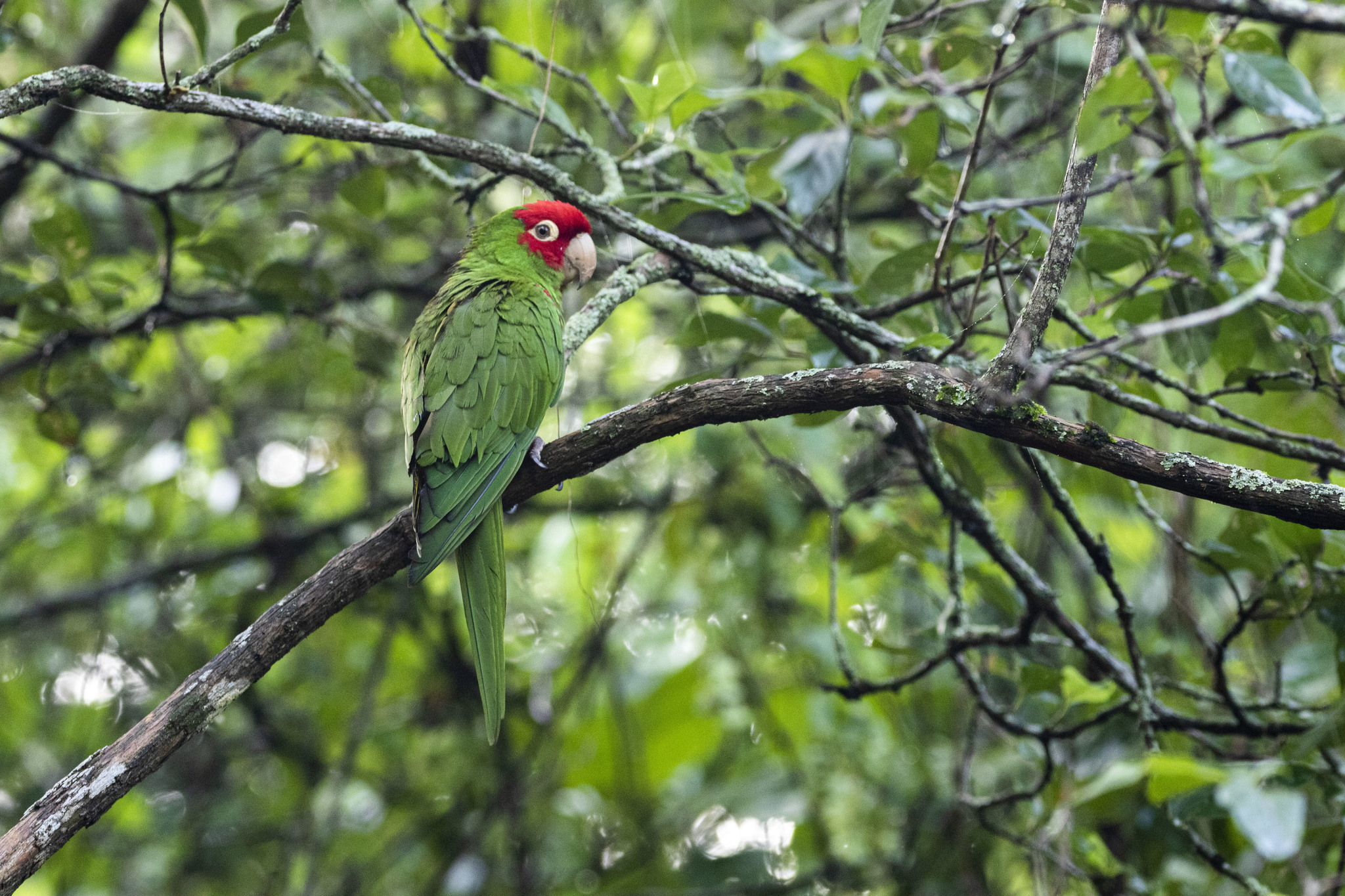 Aratinga erythrogenys image