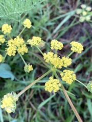 Lomatium bradshawii