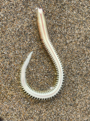 Phyllodocida