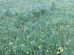 Lomatium bradshawii