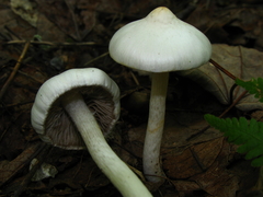 Inocybe pudica