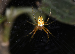 Argiope ocula