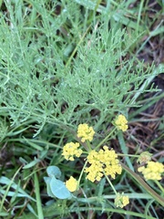 Lomatium bradshawii