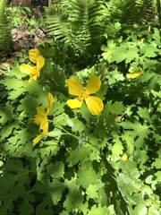 Stylophorum diphyllum