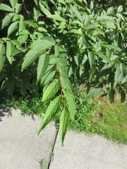 Carpinus japonica