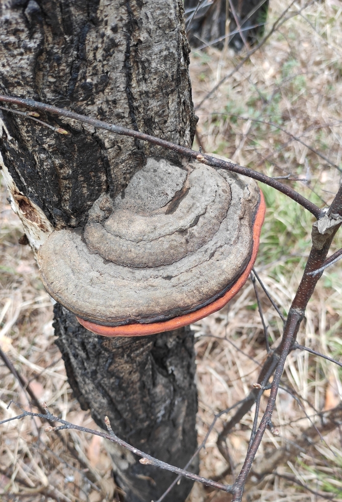 Fomitopsis pinicola · May 2021 · photo: © wrrite (iNaturalist, cc-by)