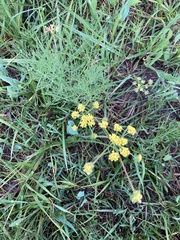 Lomatium bradshawii