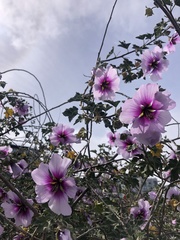 Malva subovata bicolor