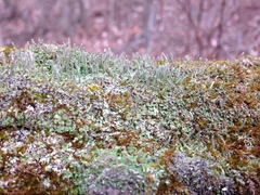 Cladonia cylindrica