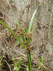 Scirpus ternatanus