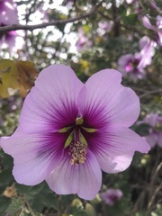 Malva subovata bicolor