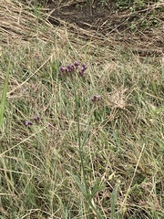 Verbena bonariensis