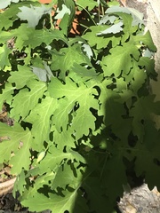 Stylophorum diphyllum