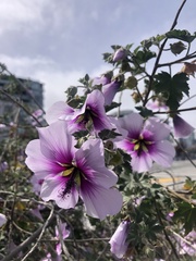 Malva subovata bicolor