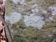 Trapelia placodioides