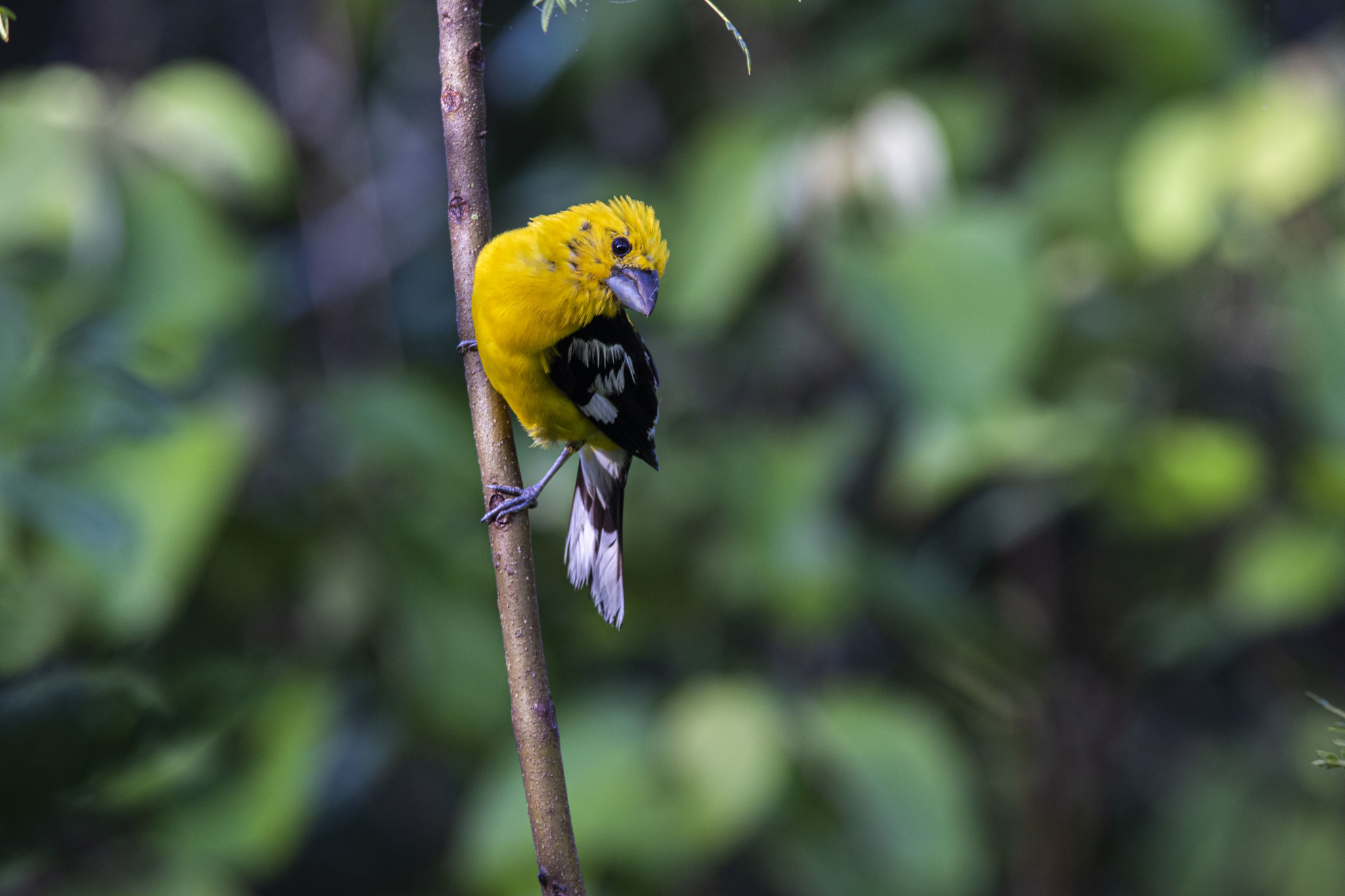 Pheucticus chrysogaster image