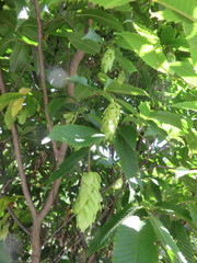 Carpinus japonica