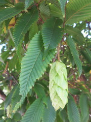 Carpinus japonica