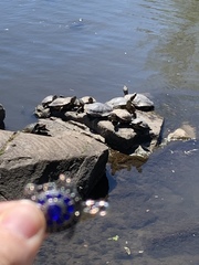 Trachemys scripta elegans