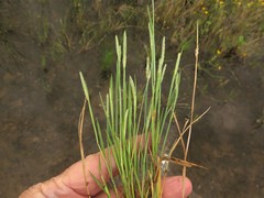 Alopecurus carolinianus