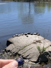 Trachemys scripta elegans