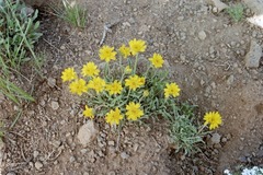 Stenotus lanuginosus