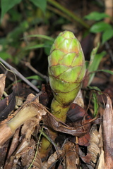 Costus amazonicus