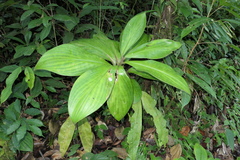 Costus amazonicus