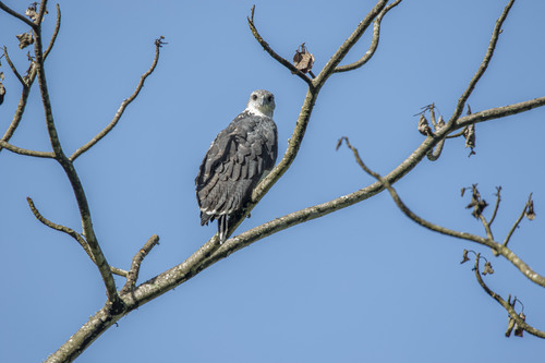 Leucopternis occidentalis image