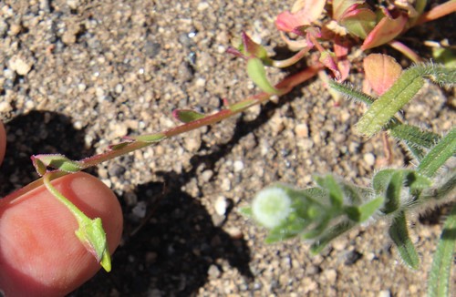 Image of Calandrinia breweri by (c) Millie Basden, some rights reserved (CC BY)