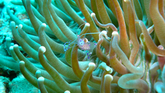 Ancylomenes sarasvati