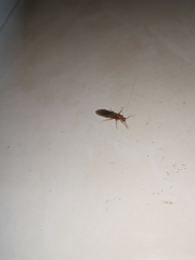 Formicidae
