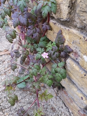 Geranium robertianum