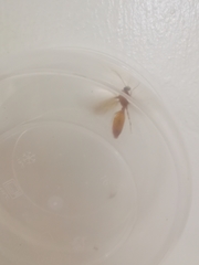 Formicidae