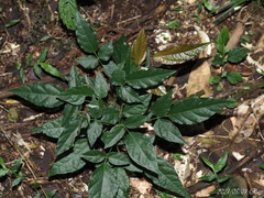 Hylodesmum laterale