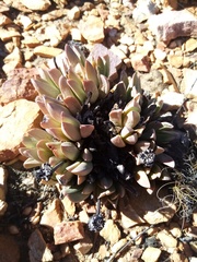 Machairophyllum