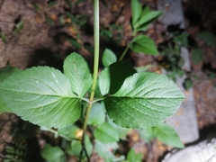 Causonis japonica