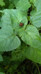 Lycorma