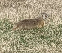 Spermophilus erythrogenys