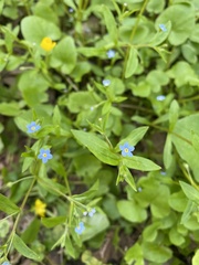 Memoremea scorpioides