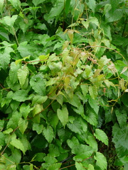 Brunnichia